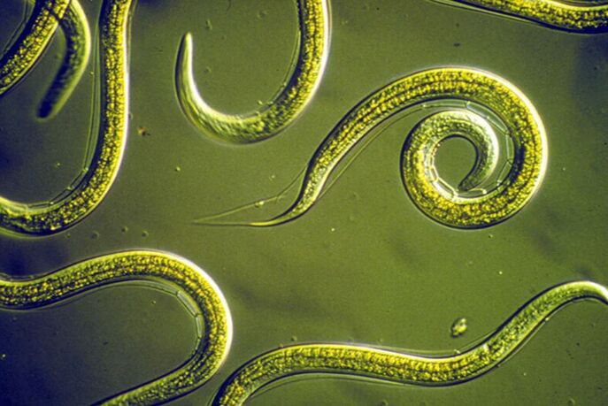 Nettoyage des parasites